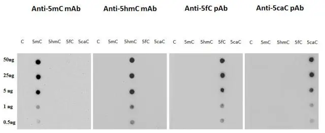 GeneTex methylated cytosine DNA standard kit includes five recombinant double-strand DNA fragments: unmethylated cytosine DNA (C), 5-methylated cytosine DNA (5mC), 5-hydroxymethycytosine cytosine DNA (5hmC), 5-formylcytosine cytosine DNA (5fC), 5-carboxylcytosine cytosine DNA (5caC). Each methylated cytosine DNA was spotted onto a positively charged nylon membrane and subjected to Dot blot assay with corresponding antibodies. <br/> The membrane was incubated with anti-5hmc monoclonal antibody (GTX629701) at a dilution of 1:500 or with anti-5mc monoclonal antibody (GTX629448) at a dilution of 1:500